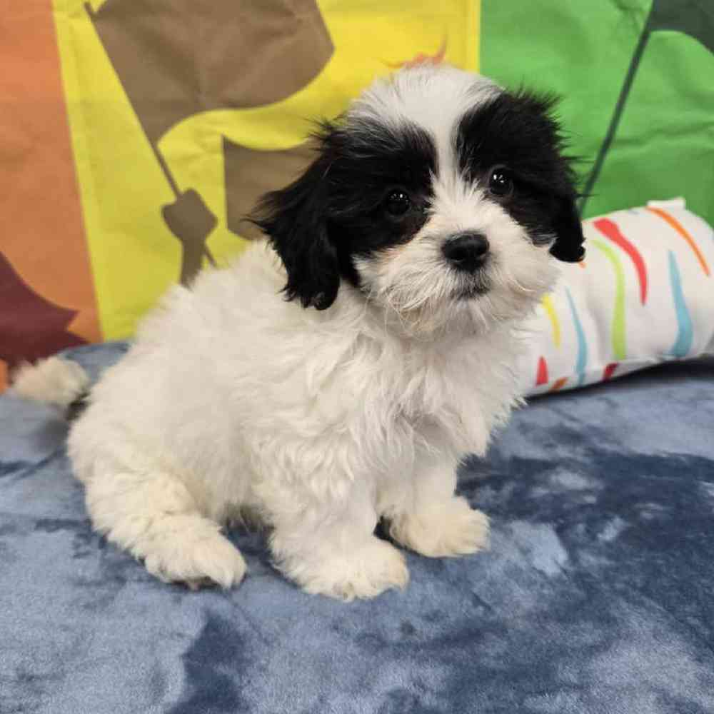 Female Teddy Bear Puppy for Sale in Virginia Beach, VA