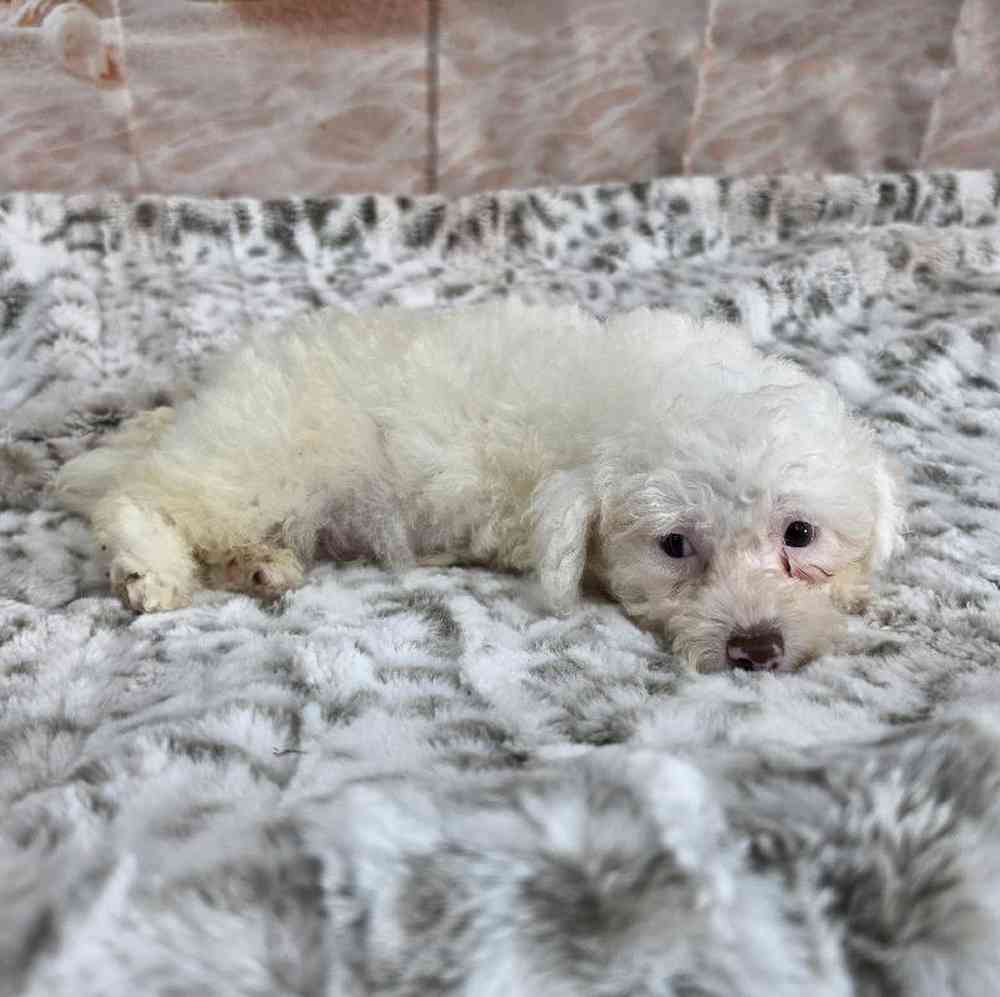 Male Poodle Toy Puppy for Sale in Virginia Beach, VA