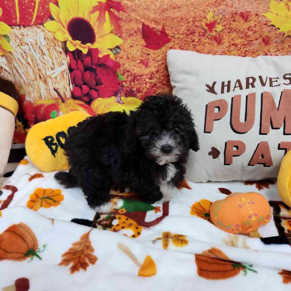 Female Cockapoo Puppy for Sale in Virginia Beach, VA