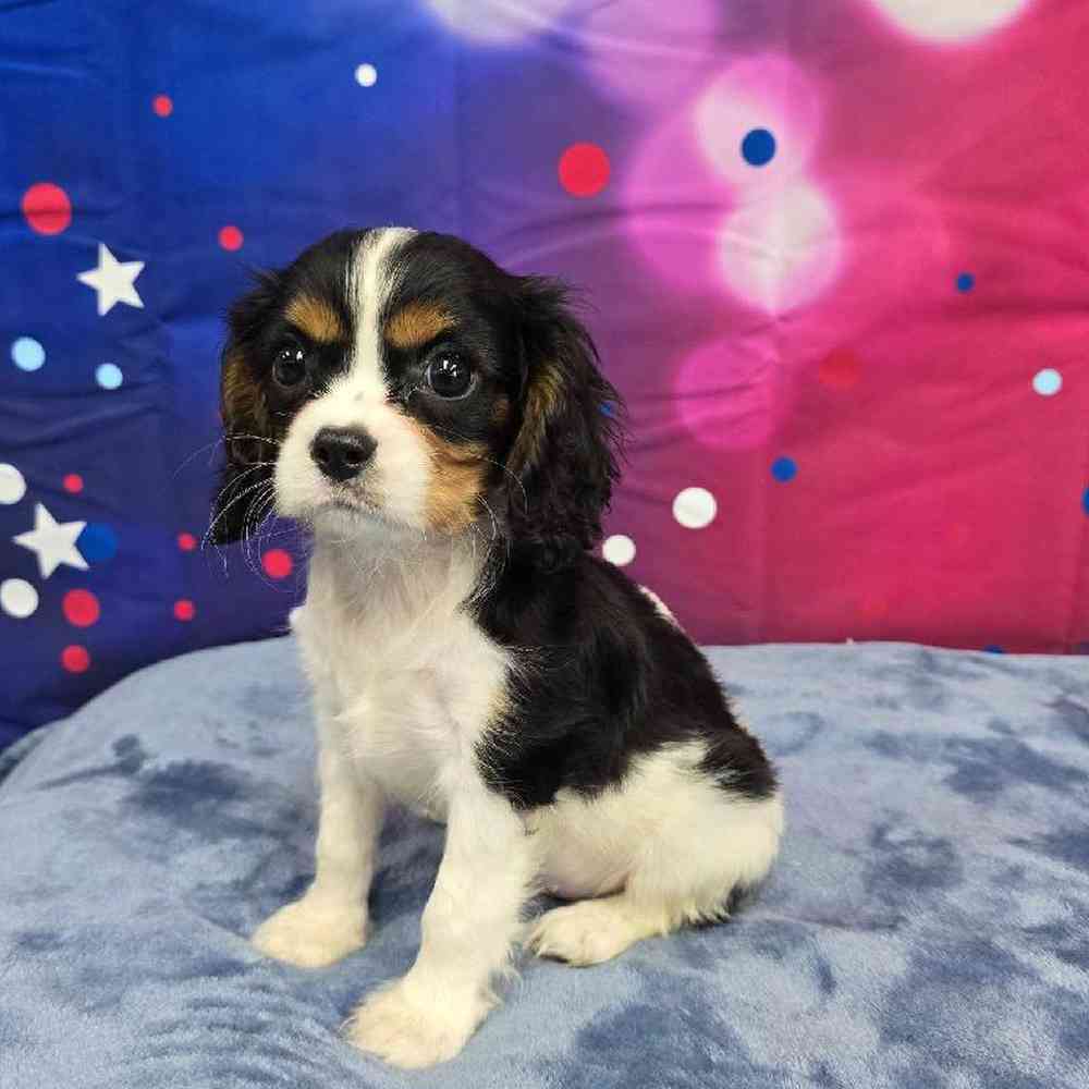 Male Cavalier King Charles Spaniel Puppy for Sale in Virginia Beach, VA