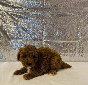 Mini Goldendoodle