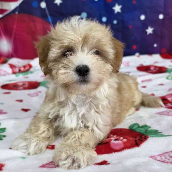 Maltipoo