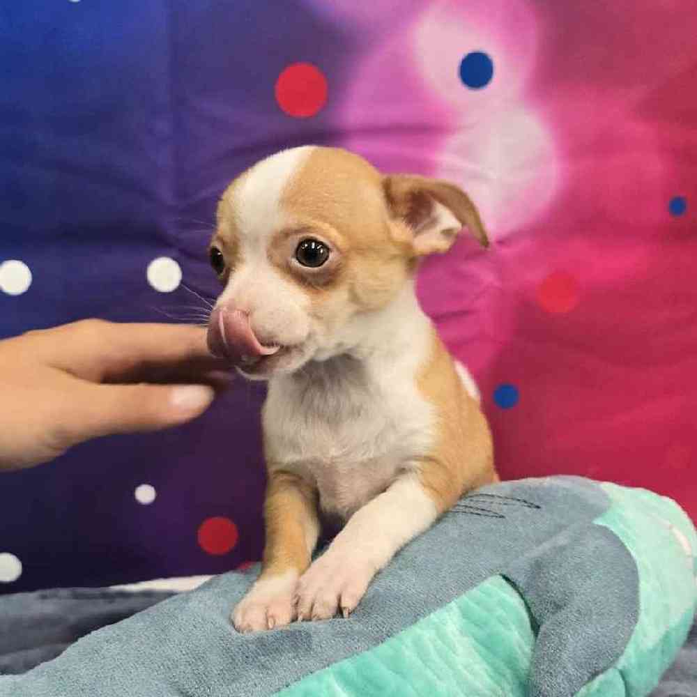 Male Chihuahua Puppy for Sale in Virginia Beach, VA