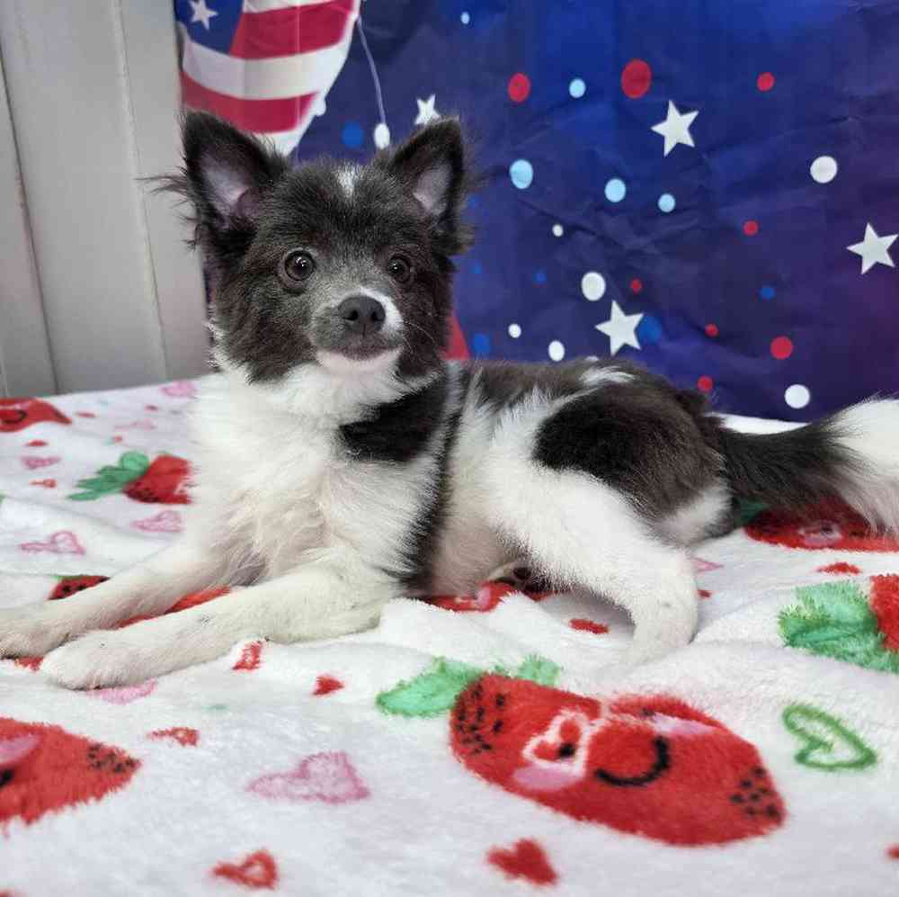 carousel pet images