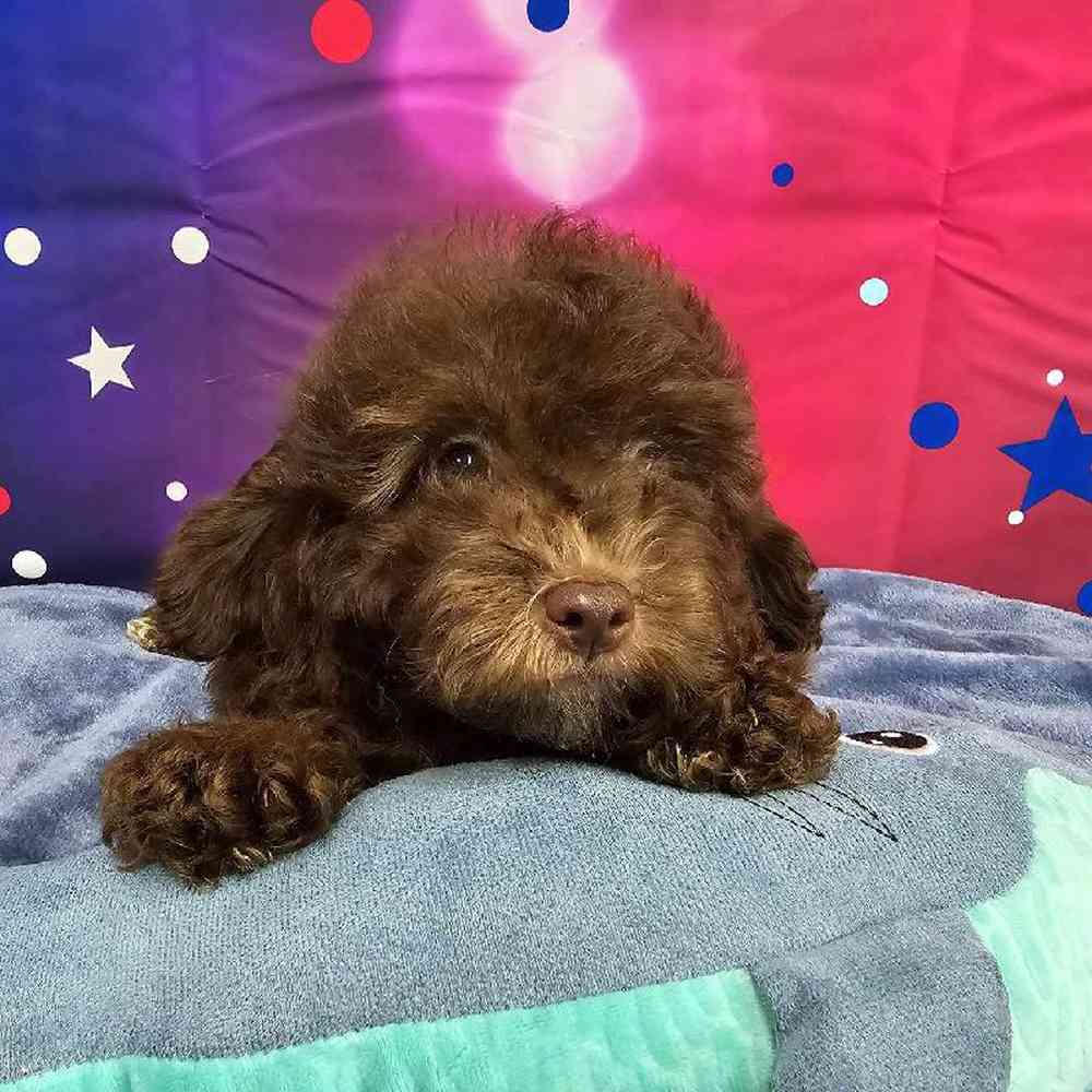 Male Mini Aussiedoodle Puppy for Sale in Virginia Beach, VA