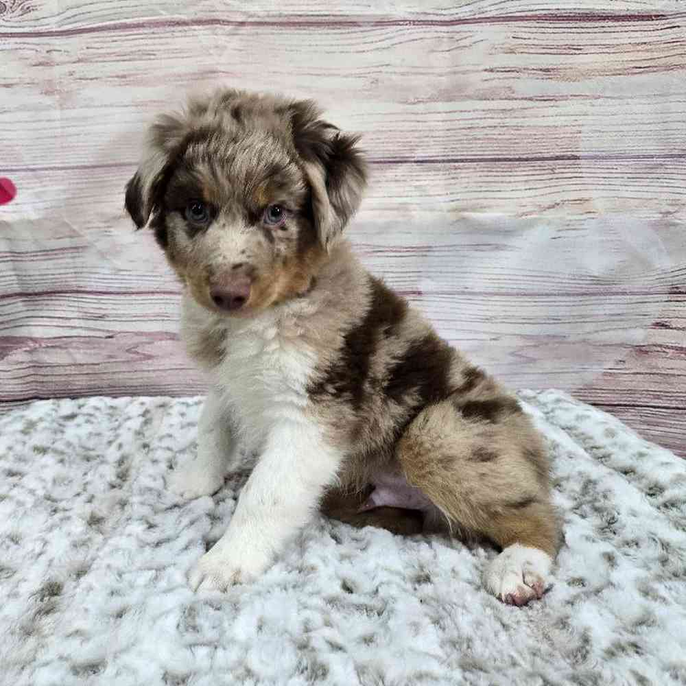 Male Mini Aussie Puppy for Sale in Virginia Beach, VA