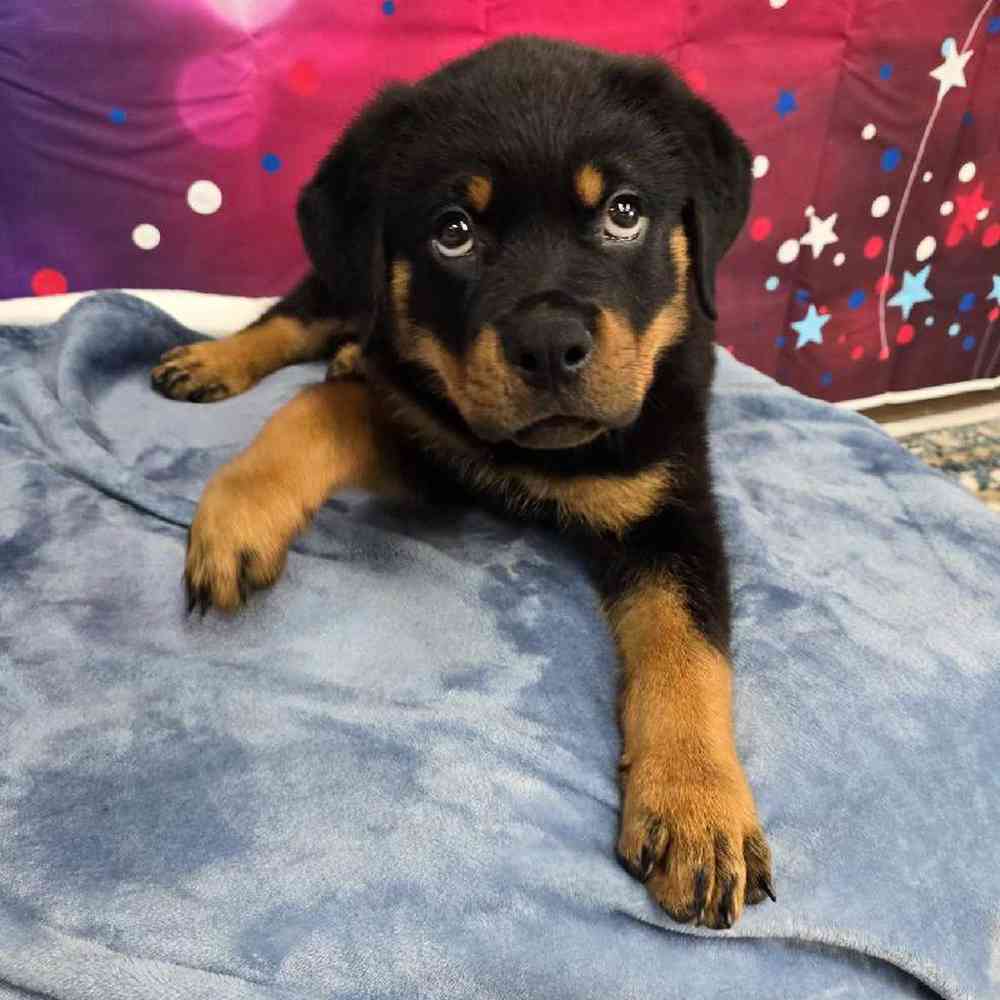 Male Rottweiler Puppy for Sale in Virginia Beach, VA