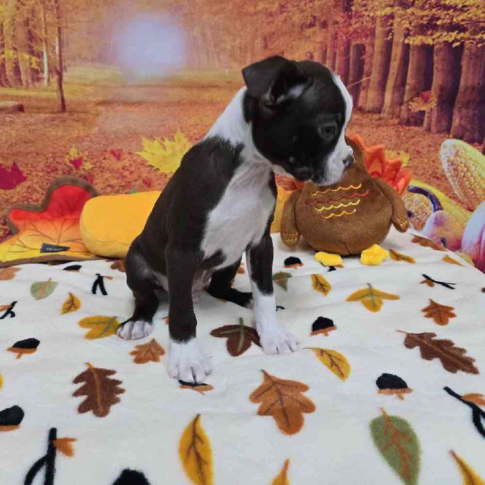 Male Boston Terrier Puppy for Sale in Virginia Beach, VA