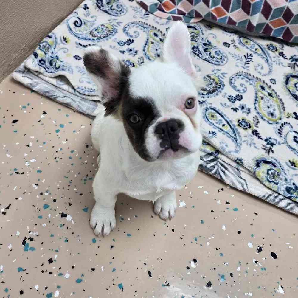 Female French Bulldog Puppy for Sale in Virginia Beach, VA