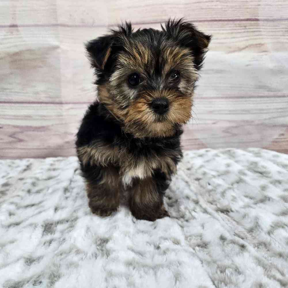Male Yorkie Puppy for Sale in Virginia Beach, VA
