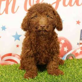 Poodle