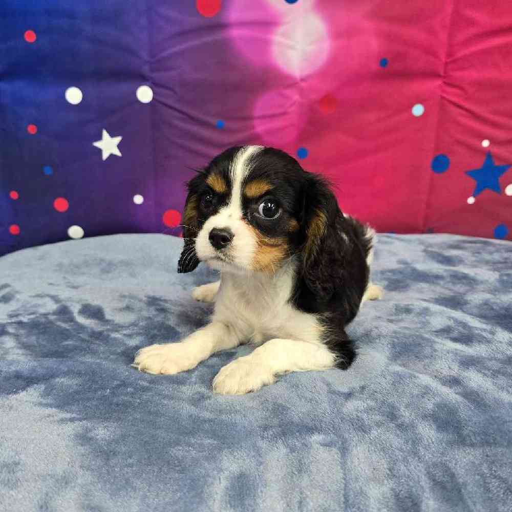 Male Cavalier King Charles Spaniel Puppy for Sale in Virginia Beach, VA