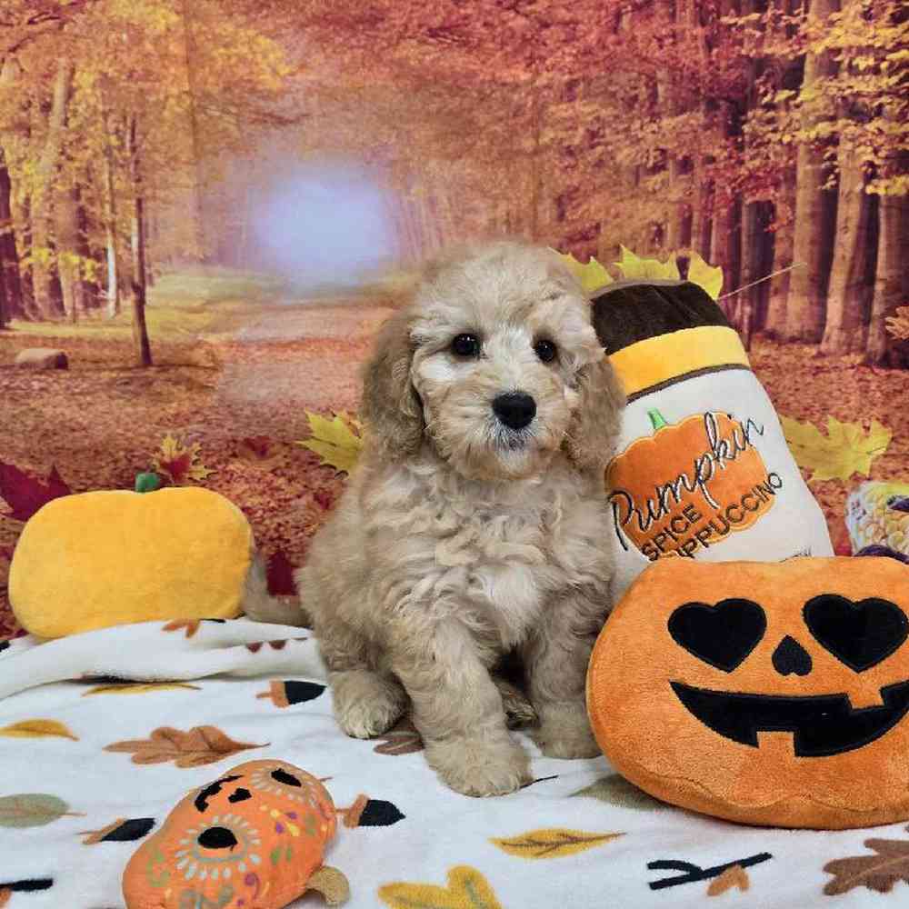 Male Mini Goldendoodle Puppy for Sale in Virginia Beach, VA