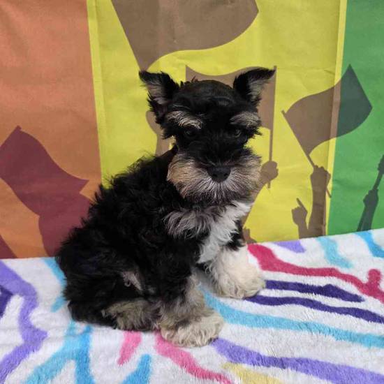 Mini Schnauzer