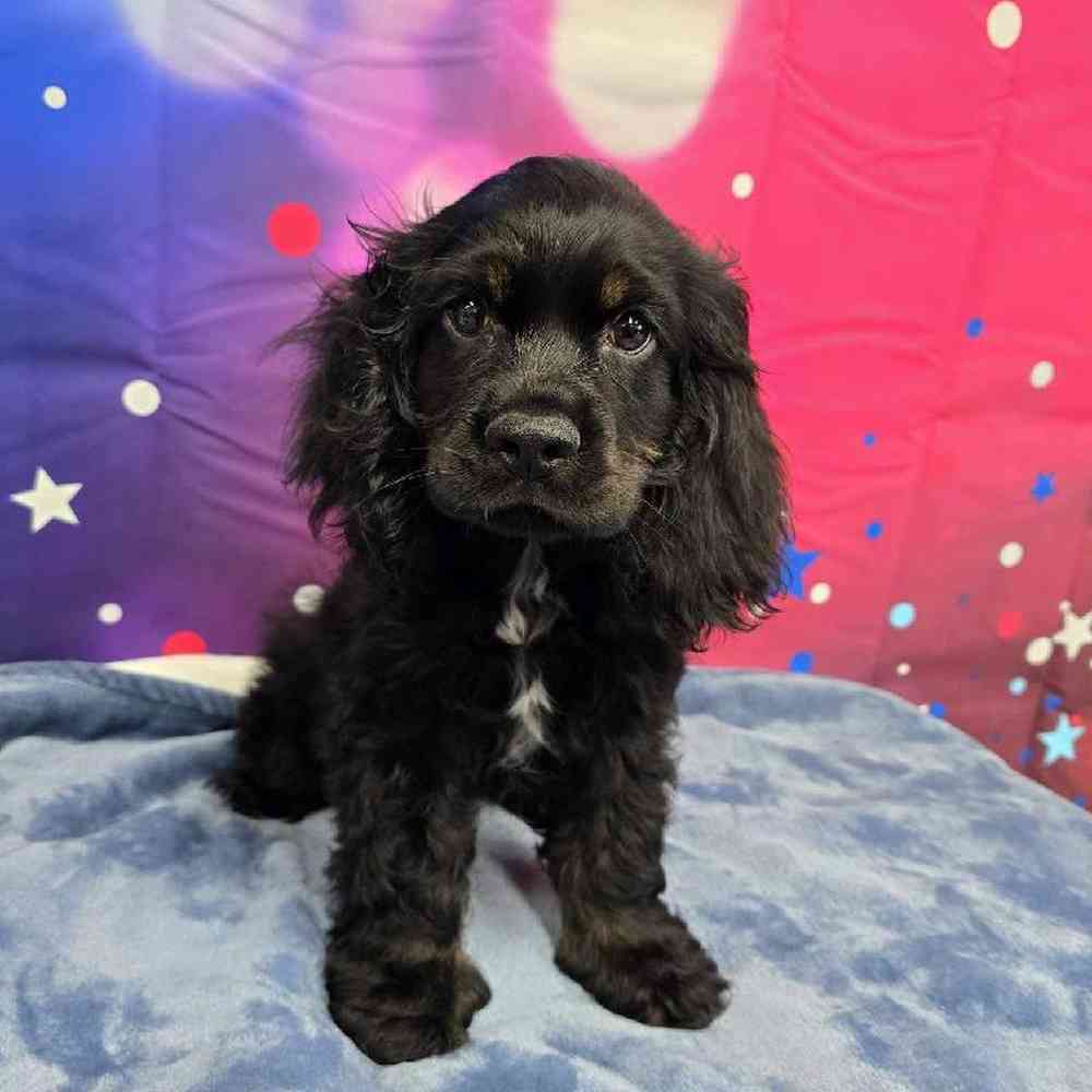 Male Cocker Spaniel Puppy for Sale in Virginia Beach, VA