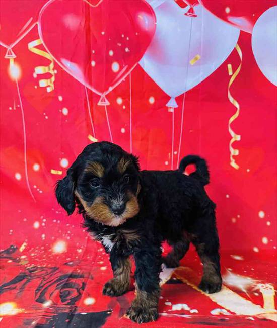 Mini Bernadoodle