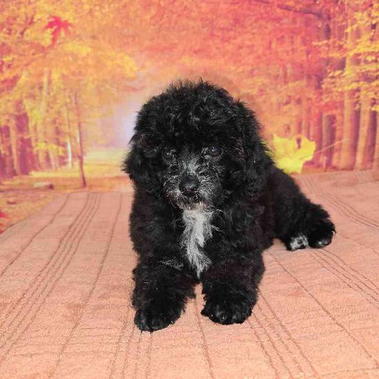 Mini Poodle