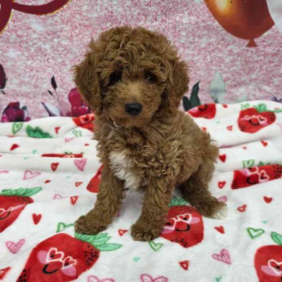 Mini Goldendoodle