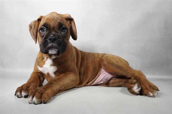 Boxer