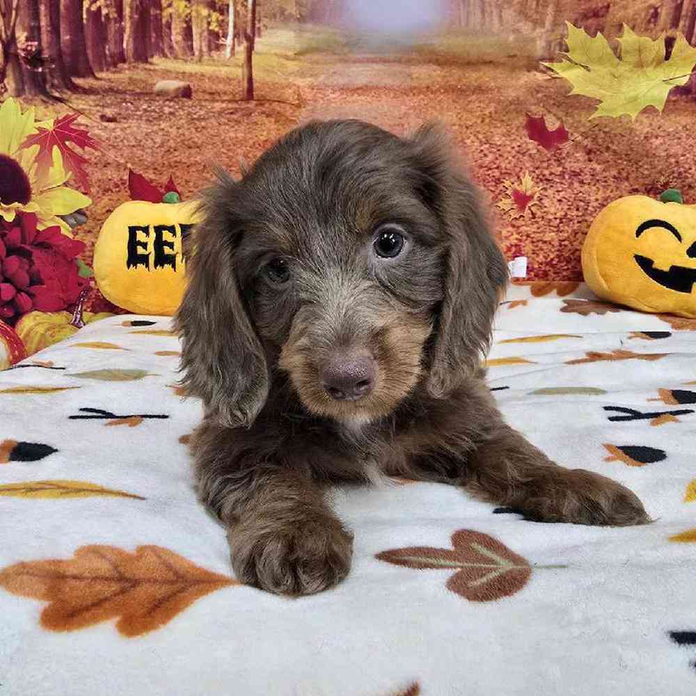 Male Dachshund Puppy for Sale in Virginia Beach, VA