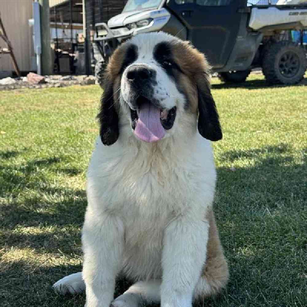 Female Saint Bernard Puppy for Sale in Virginia Beach, VA