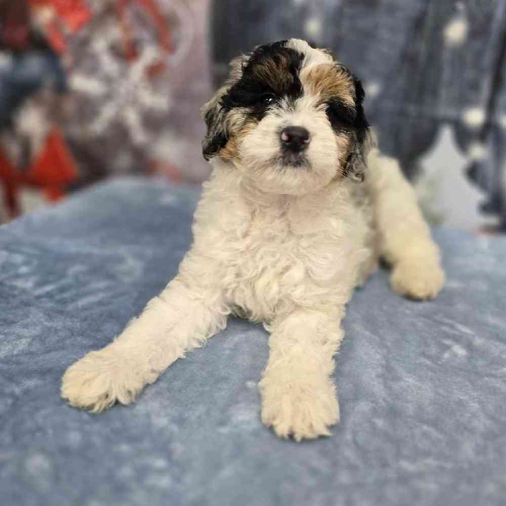 Male Mini Bernadoodle Puppy for Sale in Virginia Beach, VA