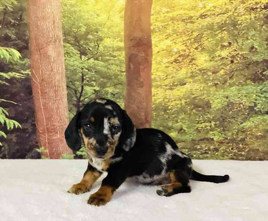 Dachshund