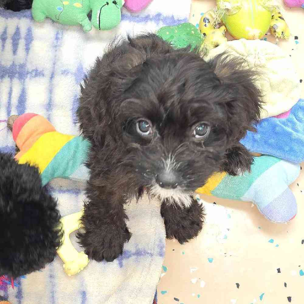 Female Cavapoo Puppy for Sale in Virginia Beach, VA