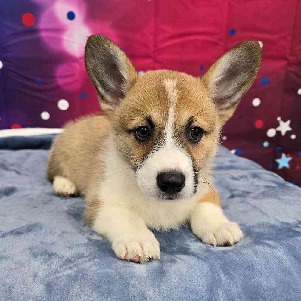 Female Pembroke Welsh Corgi Puppy for Sale in Virginia Beach, VA