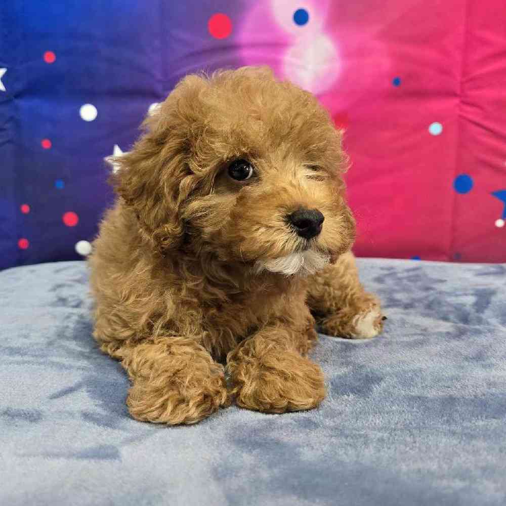 Female Mini Poodle Puppy for Sale in Virginia Beach, VA