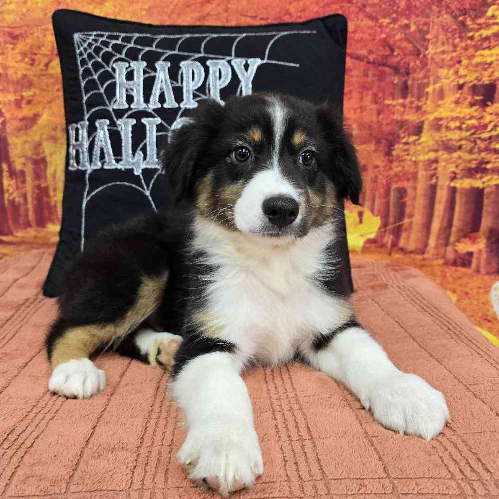 Male Australian Shepherd Puppy for Sale in Virginia Beach, VA
