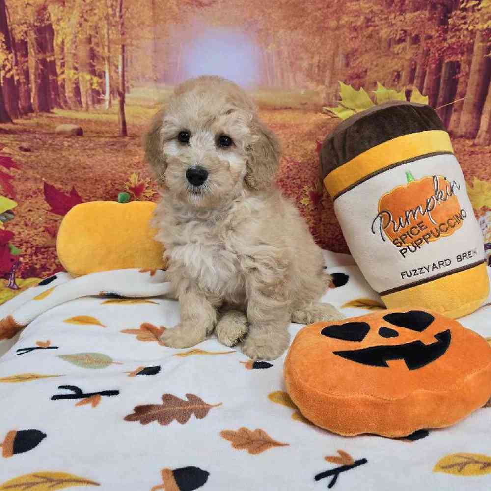 Male Mini Goldendoodle Puppy for Sale in Virginia Beach, VA