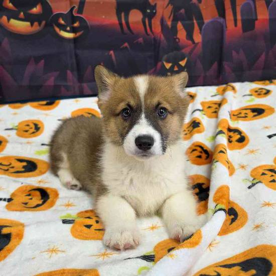 Pembroke Welsh Corgi