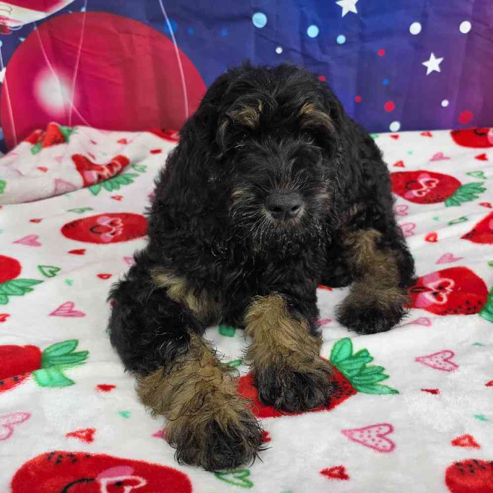 Male Goldendoodle Puppy for Sale in Virginia Beach, VA