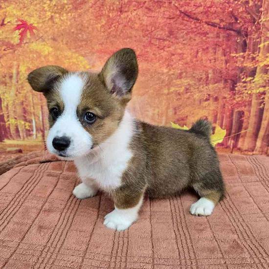 Pembroke Welsh Corgi