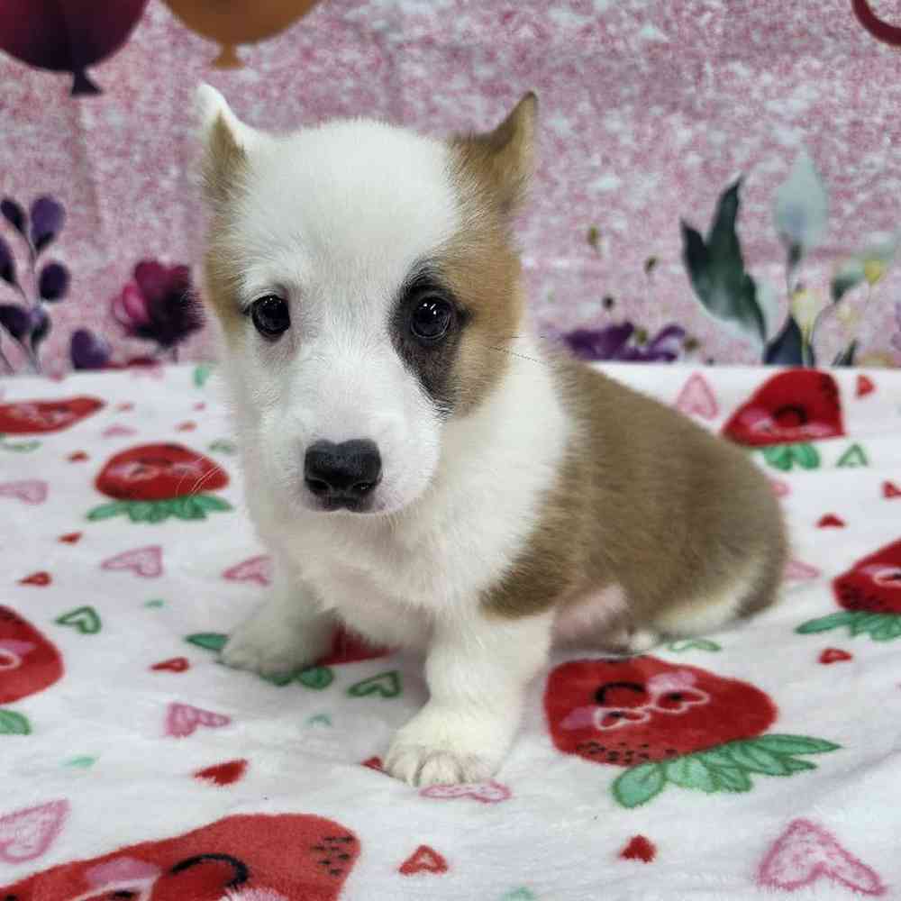 Male Pembroke Welsh Corgi Puppy for Sale in Virginia Beach, VA
