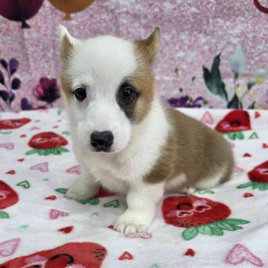 Pembroke Welsh Corgi