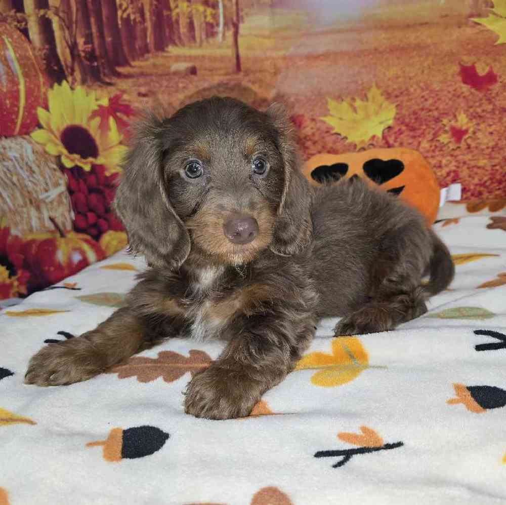 Male Dachshund Puppy for Sale in Virginia Beach, VA