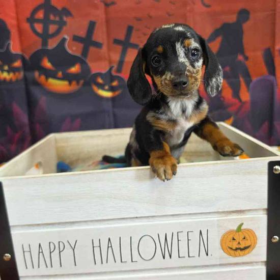 Dachshund