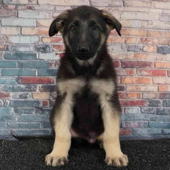 German Shepherd