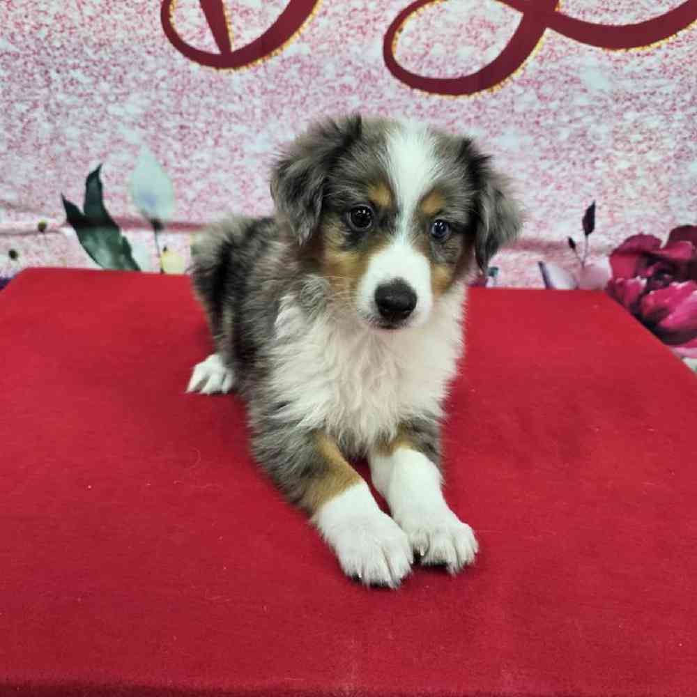 Male Mini Aussie Puppy for Sale in Virginia Beach, VA