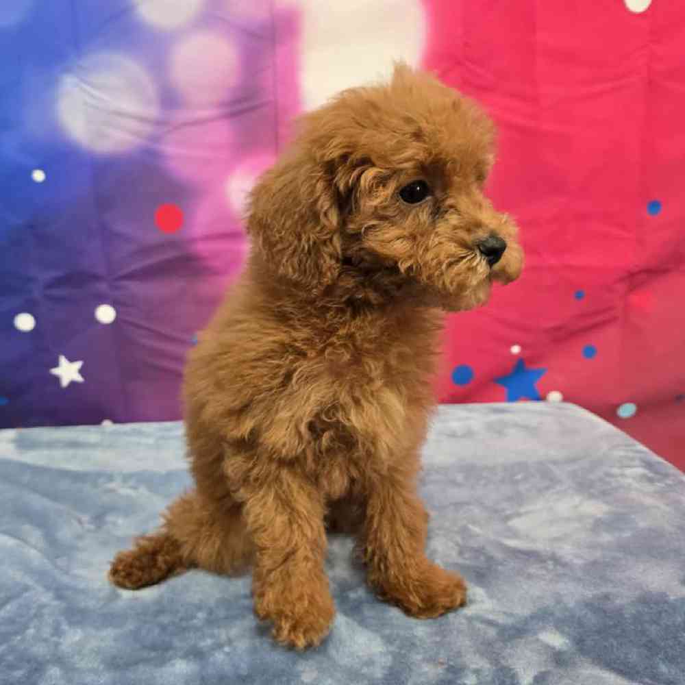 Female Poodle Puppy for Sale in Virginia Beach, VA
