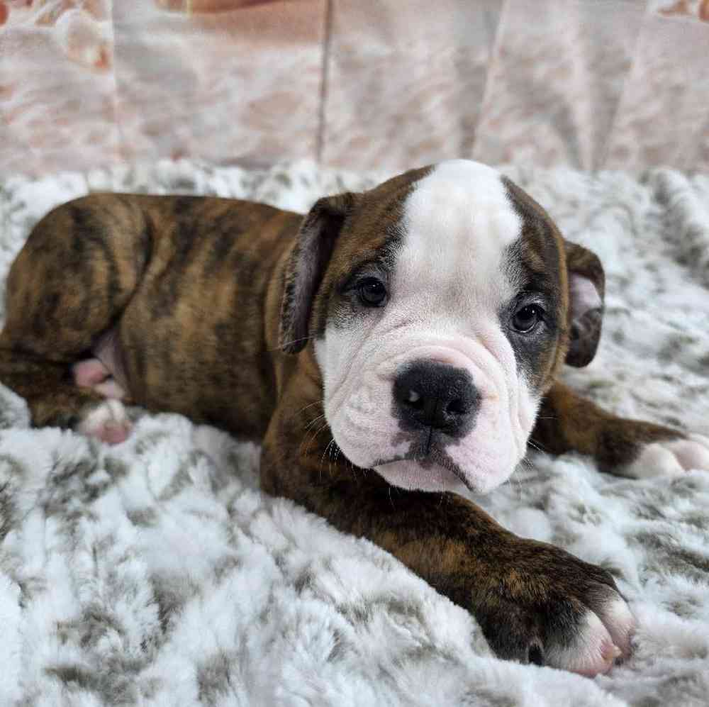 Male Old English Bulldog Puppy for Sale in Virginia Beach, VA