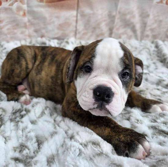 Old English Bulldog