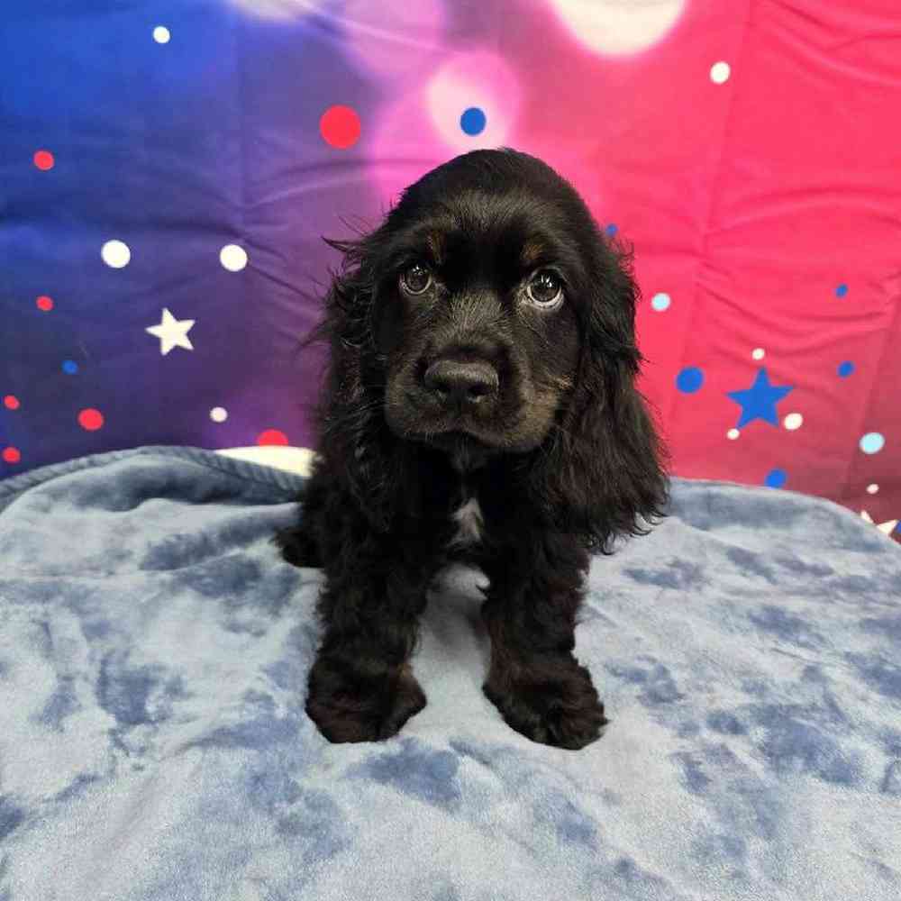 Male Cocker Spaniel Puppy for Sale in Virginia Beach, VA