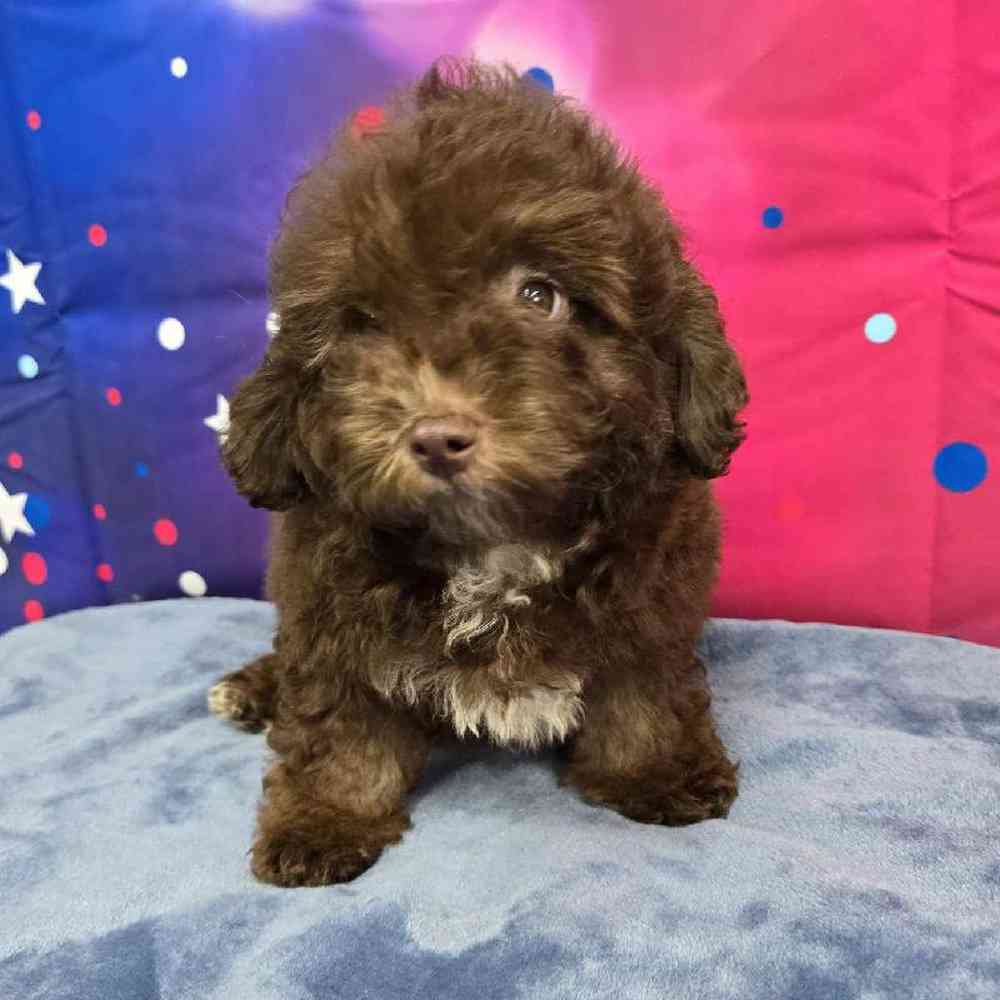 Male Mini Aussiedoodle Puppy for Sale in Virginia Beach, VA