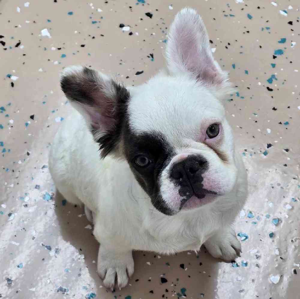 Female French Bulldog Puppy for Sale in Virginia Beach, VA