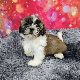 Shih Tzu