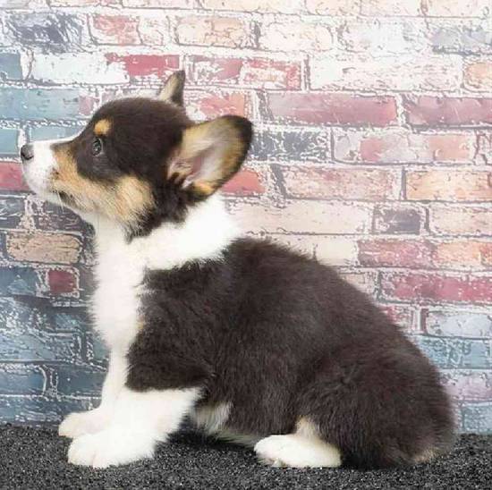 Pembroke Welsh Corgi