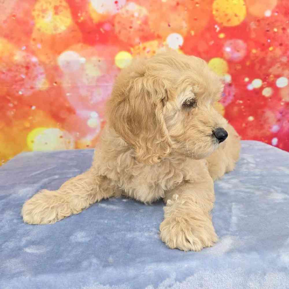 Male Moyen Poodle-Golden Retriever Puppy for Sale in Virginia Beach, VA